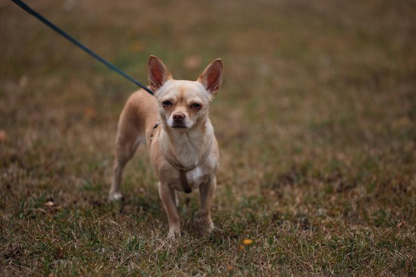 Steuerliche Vorteile beim Immobilienkauf zur Vermietung: So profitieren Sie optimal!